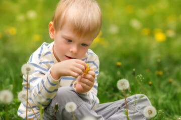 Happy little boy blowing dandelion seeds in a white field of fluffy flowers on a bright spring day.