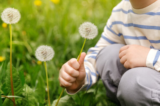 A close-up shot captures a child's hand gently holding a mature dandelion with fluffy seeds, set against a vibrant green background of grass and other dandelions in soft focus.  - Powered by Adobe
