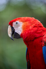 The Scarlet Macaw lights up the rainforest with its bold colors and playful spirit. Nature’s palette at its finest. Pacaya Samiria National Park-Peru