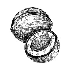 Coconut sketch. Hand drawn nut illustration. Natural ingredients, organic food logo design. Not AI generated