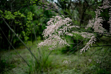 Flowering branches of tamarix, tamarix, pink flowers. Tamarix bush blooming in early spring the garden. Light spring breeze
