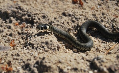 Grass Snake on Sand. Close-up
