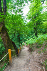 Mountain path to the Shirhal waterfall