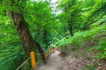 Mountain path to the Shirhal waterfall