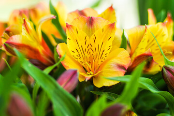 Macro de fleurs dans un jardin