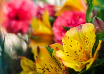 Macro de fleurs dans un jardin