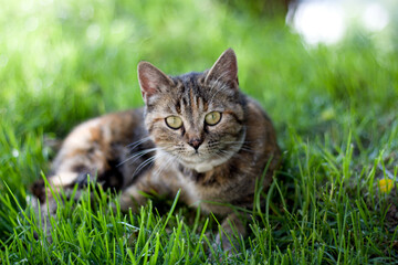 A relaxed cat with a mixed coat is nestled comfortably among vibrant green grass, enjoying the warmth of a sunny day in a peaceful backyard environment.