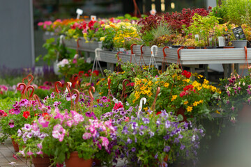 A vibrant and diverse flower display at a local garden center showcases an array of various colorful potted plants and beautiful flowers that are available for sale to the public