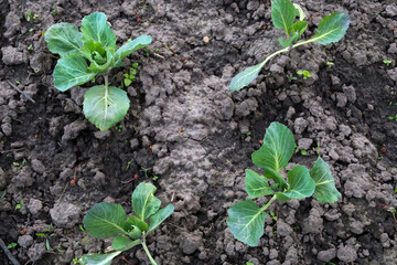 Young cabbage seedlings are growing in the soil, marking the beginning of the agricultural season. The top-down shot showcases the texture of the earth and fresh green leaves, making it ideal for gard