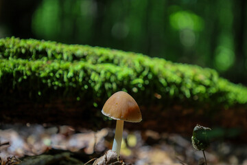 A single small mushroom with a brown cap and a light stem grows from the forest floor, illuminated by a ray of sunlight. In the background, a blurred moss-covered tree creates a natural, mysterious fo