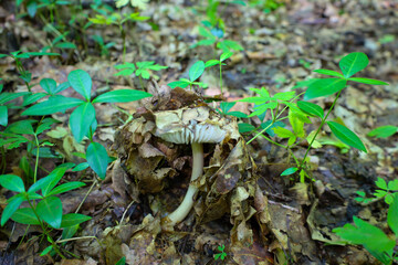 A single mushroom sprouts through a layer of fallen leaves, surrounded by young green shoots. This scene conveys the hidden beauty of the forest floor and nature's life cycle.