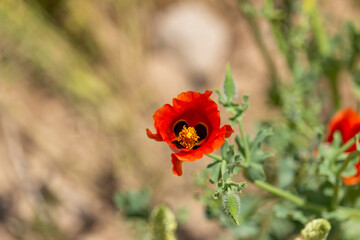 Wild poppy blooming on a rugged slope near Damavand, Iran, bringing vibrant color to the arid...