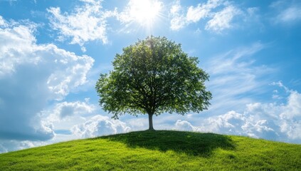 Obraz premium Lone tree on grassy hill under a bright sky