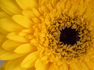 decorative flowers close-up macro. Holiday greeting card.