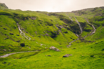 Hillside with many flowers on green lawn at Bhrigu Lake Trek, Manali, India. There are many waterfalls with morning mist in the mountains. Idea for a natural background with copy space.