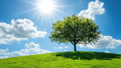 Obraz premium Sunny day, solitary tree on a grassy hill