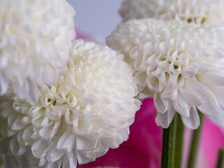 decorative flowers close-up macro. Holiday greeting card.