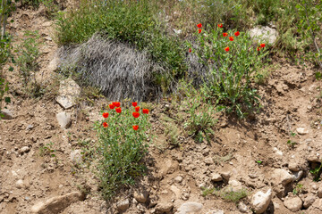 Wild poppies blooming on a rugged slope near Damavand, Iran, bringing vibrant color to the arid...