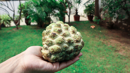 Female holding fresh custard apple, sitafal fruit in hands with outdoor nature green grass background