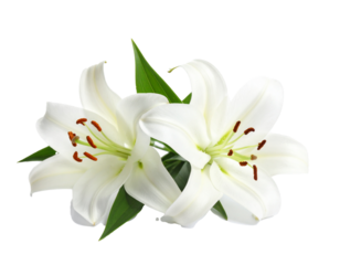 Weiße Lillien isoliert auf weißen Hintergrund