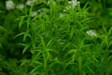 In a lush and dense natural environment, vibrant green plants and grass flourish, beautifully showcasing the rich biodiversity and various forms of life within this thriving ecosystem