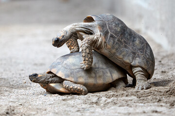 A rare glimpse into the intimate moment of motelo turtles mating—a vital part of their life cycle ensuring the survival of their species in the wild