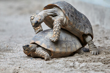 A rare glimpse into the intimate moment of motelo turtles mating—a vital part of their life cycle ensuring the survival of their species in the wild