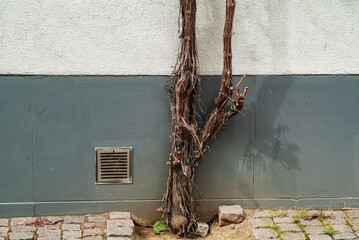Fassade mit hochwachsendem Rebstock