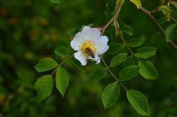 Bee on a white flower