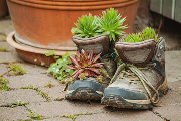 Alte Schuhe mit Bepflanzung
