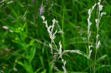 green grass background and dry ear of grass
