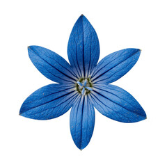 Obraz premium Vibrant blue flower with six petals and intricate vein patterns radiates from center, creating striking and symmetrical appearance. petals are deep blue with lighter veins