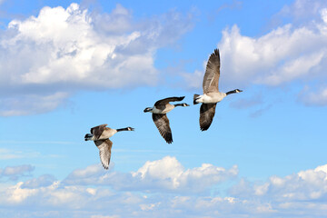Three Canada Geese Flying in the Clouds in a blue sky