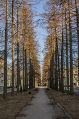 autumn in the park