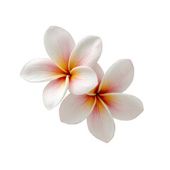 Two delicate plumeria flowers with white petals and pink centers are beautifully arranged against clean background, evoking sense of tranquility and elegance