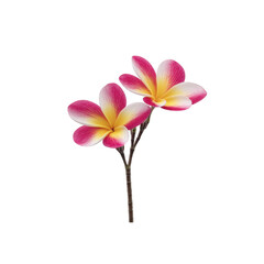 Two vibrant plumeria flowers with pink and yellow petals are displayed against transparency background, showcasing their tropical beauty and delicate structure