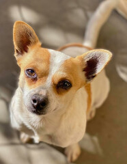 Curious Chihuahua Mix with Perked Ears
