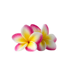 Two vibrant plumeria flowers with pink, yellow, and white petals are beautifully arranged against transparency background, showcasing their tropical elegance