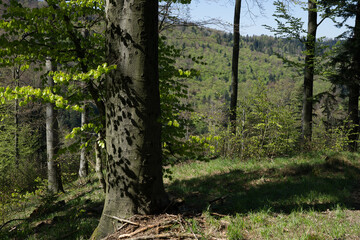 Spring on the trail in the Beskids