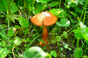 Mushroom in green grass
