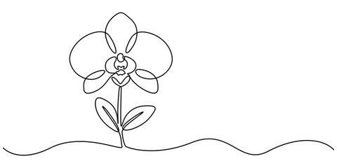 Hand drawn orchid flowers. One line drawing. Minimalist art, Phalaenopsis flower one line art. Continuous line drawing of plants, herb, flower, blossom, nature, flora, tropical flowers, orchid.