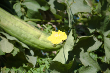 The plant that produces loofah, also known as Luffa acutangula, and its fruits, flowers and leaves