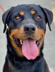 Obraz premium Close-Up of Smiling Rottweiler with Tongue Out
