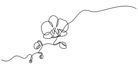 Hand drawn orchid flowers. One line drawing. Minimalist art, Phalaenopsis flower one line art. Continuous line drawing of plants, herb, flower, blossom, nature, flora, tropical flowers, orchid.