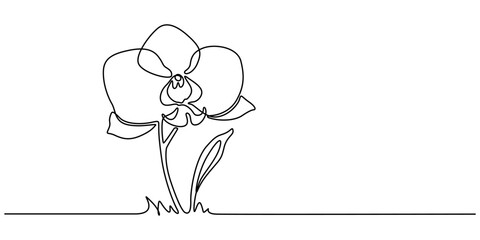 Hand drawn orchid flowers. One line drawing. Minimalist art, Phalaenopsis flower one line art. Continuous line drawing of plants, herb, flower, blossom, nature, flora, tropical flowers, orchid.