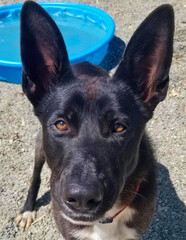 Alert Belgian Malinois Mix with Upright Ears