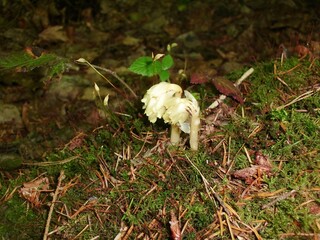 Pinesap flowers (Monotropa hypopitys)
Pinesap flowering in a late summer boreal forest in Sweden , Northern Europe. Pinesap flowers are in a clump at the top of the stem.
