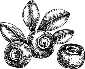 Blueberry sketch. Hand drawn fruit illustration. Natural ingredients, organic food logo design. Not AI generated