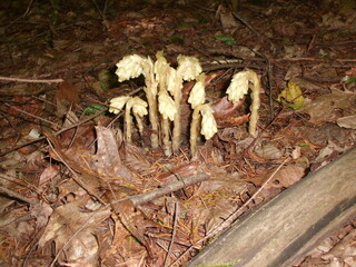 Pinesap flowers (Monotropa hypopitys)
Pinesap flowering in a late summer boreal forest in Sweden , Northern Europe. Pinesap flowers are in a clump at the top of the stem.
