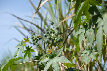 Plant known as castor oil plant (Ricinus communis) showing its flowers, leaves and clusters of green, spiny fruits